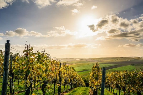 Different soils and wine